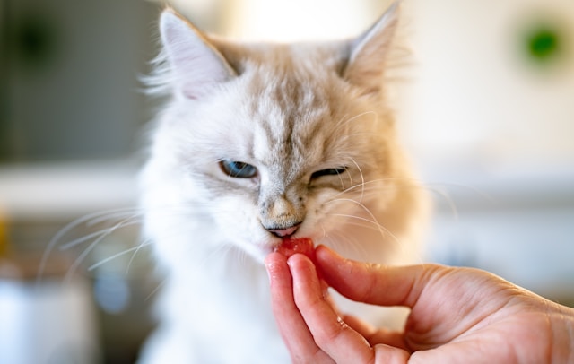 Quand consulter un vétérinaire pour l’alimentation de son chien ou de son chat à Vienne ?