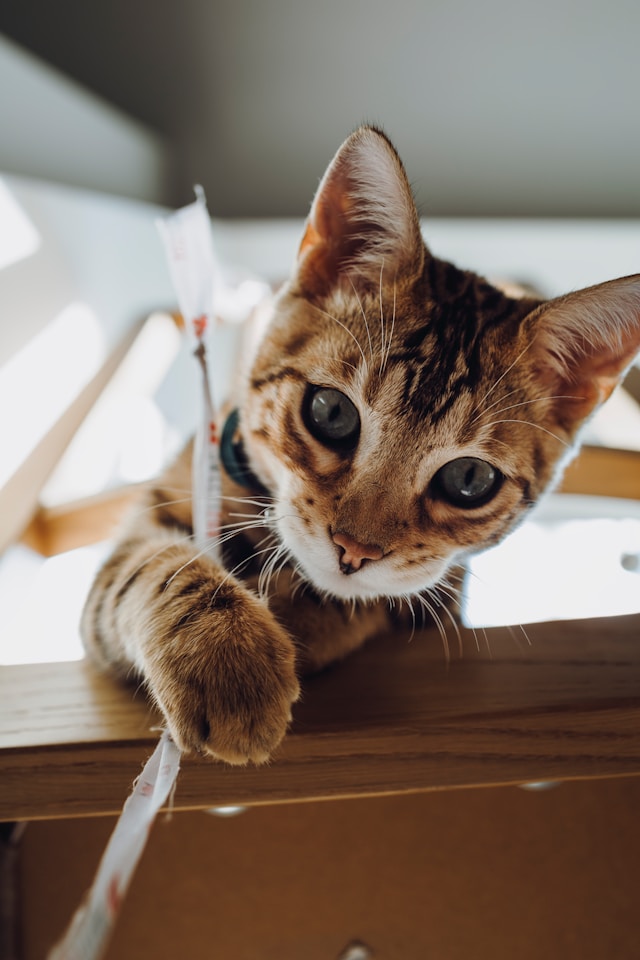 Stérilisation du chat à Vienne : âge, déroulé et conseils avant l’intervention