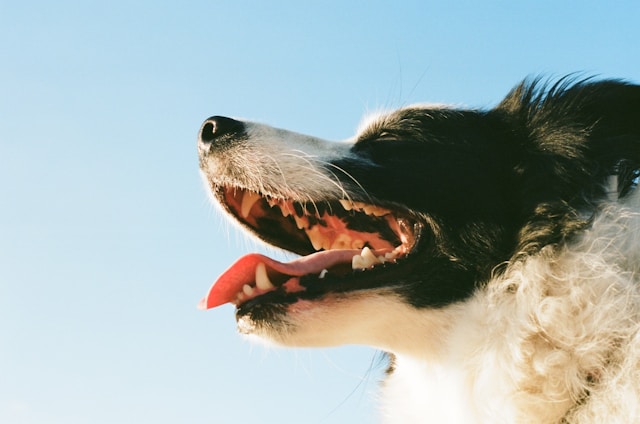 Détartrage du chien et du chat : quand faut-il consulter un vétérinaire à Vienne ?